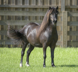 Obraz na płótnie Canvas Miniature horse stallion in fenced paddock