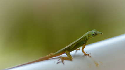 Un visiteur sur mon balcon