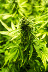 Cannabis cultivation indoor growing, Marijuana plants in grow box