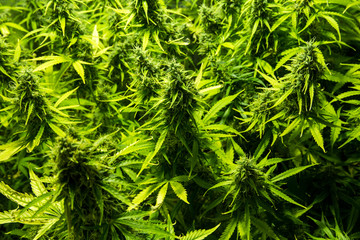 Marijuana cultivation indoor growing, Cannabis plants in grow box