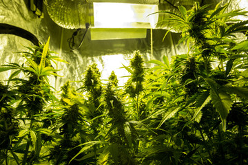 Cannabis cultivation indoor growing, Marijuana plants in grow box
