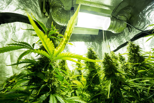 Cannabis Cultivation Indoor Growing, Marijuana Plants In Grow Box