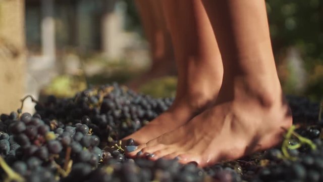 Two pair of unrecognizable women feet stomps grapes at winery making wine, close up sunny summer day outdoors