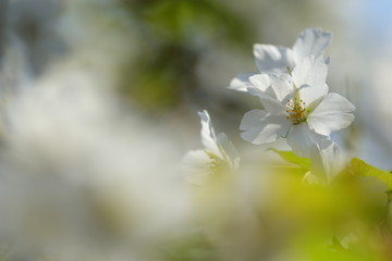 Obraz premium 桜の風景