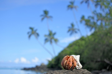 Hermit crab sit on a rock on islet in Muri lagoon Rarotonga Cook Islands