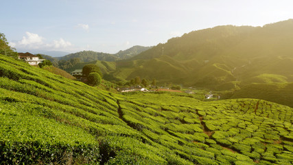 Obraz premium Majestic view of landscape of tea plantation of Cameron Highlands Pahang Malaysia.Background or backdrop of nature or agriculture.