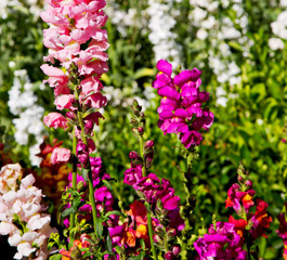 the flowers and   garden