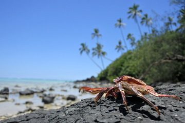 Crab sit on a rock on islet in Muri lagoon Rarotonga Cook Islands