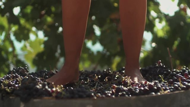 Legs of young woman stomping black grapes in wooden barrel at winery making wine, close up sunny summer day outdoors