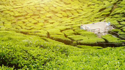 Majestic view of landscape of tea plantation of Cameron Highlands Pahang Malaysia.Background or backdrop of nature or agriculture.