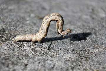 Tropical armyworm caterpillar