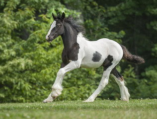 Obraz na płótnie Canvas Gypsy Vanner Horse filly foal running