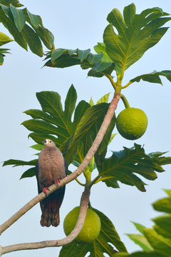 Pacific imperial pigeon sit on a Breadfruit tree in Rarotonga Cook Islands