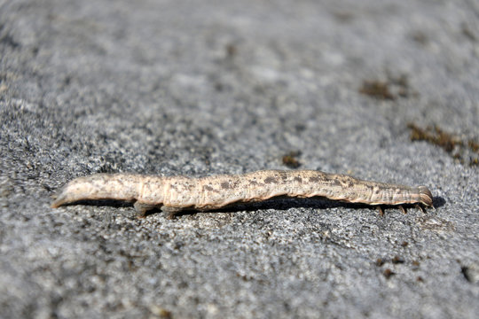 Tropical armyworm caterpillar