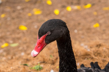 Obraz premium Black Swan