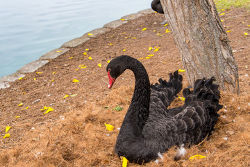 Fototapeta premium Black Swan