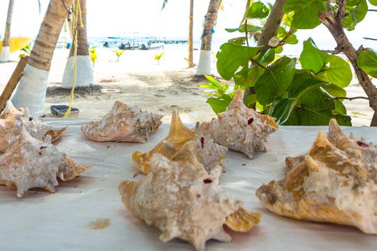 Paradise tropical in Belize Central America, seashell