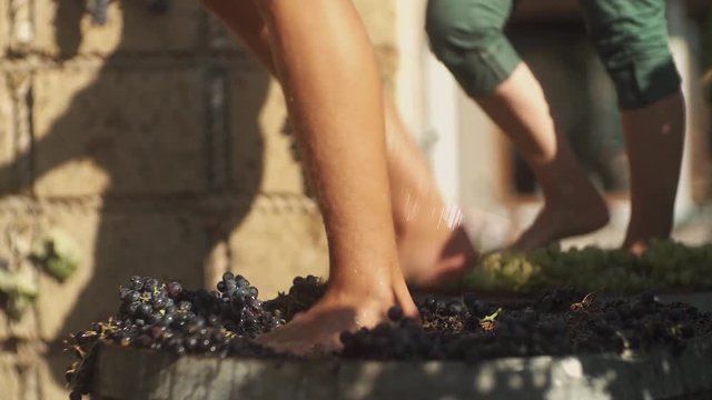 Two pair of unrecognizable male feet stomps grapes at winery making wine, close up sunny summer day outdoors