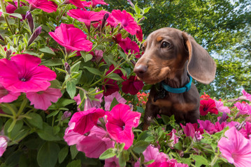 Dachshund puppy playing in flowers