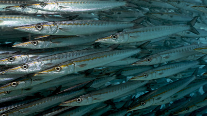 School of Barracudas in remote offshore Malpelo Island, UNESCO World Heritage Site in Colombia