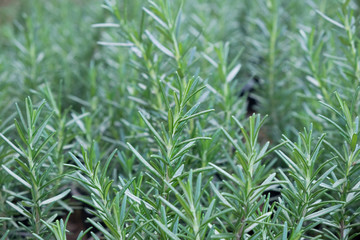 Rosemary nursery in the farm.