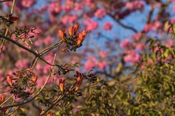 First spring blossoms