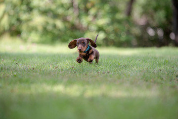 Dachshund puppy running in grass