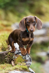 Dachshund puppy on alog