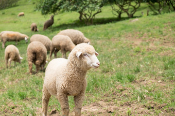 Sheep farm at Doi Inthanon National park, Chiangmai, Thailand.