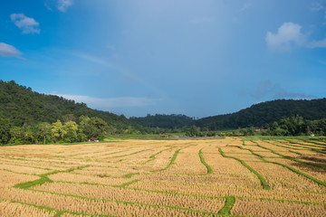 Rice fields after harvest, Doi Inthanon, Chiangmai, Thailand.