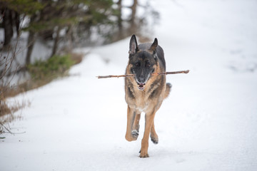 German Shepherd running in snow with a stick