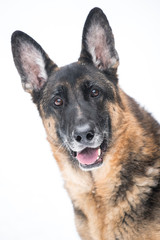 German Shepherd natural light portrait in snow