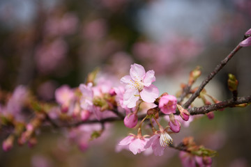 早咲きの桜