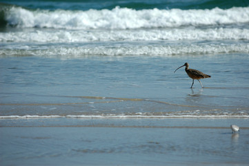 Long-billed Curlew