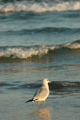 Seagull Vacation