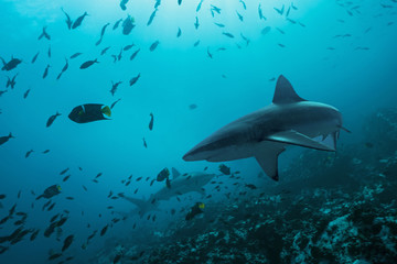 Obraz na płótnie Canvas Galapagos Sharks in remote offshore Malpelo Island, UNESCO World Heritage Site in Colombia