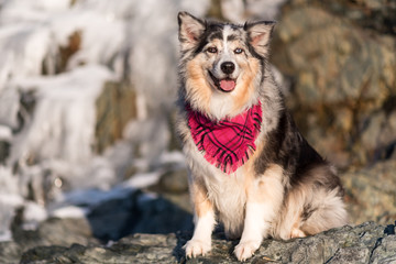 Australian Shepherd Sitting on a rock