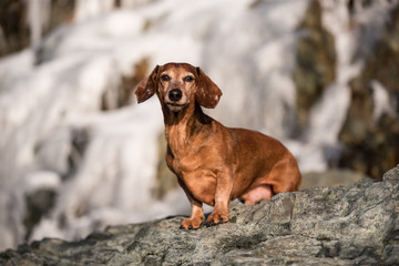 Dachshund Standing on a rock facing camera