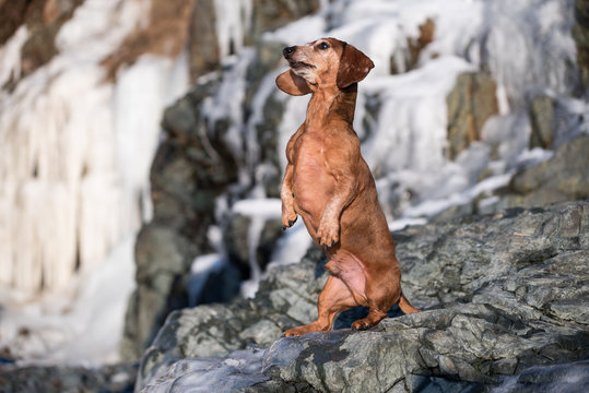 Dachshund Standing up on hind legs on a rock