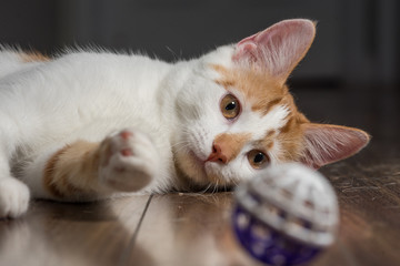 Cat staring at ball toy