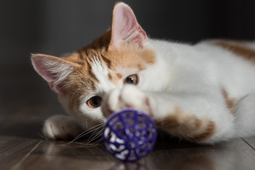 Cat staring at ball toy