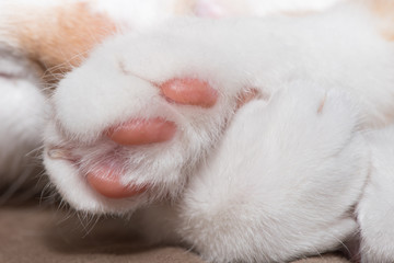 Close up of white cat paws