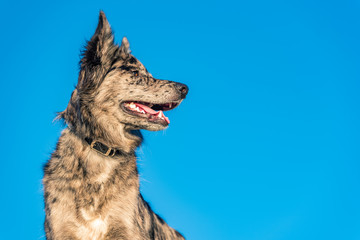 Ausie Mix side portrait blue sky background