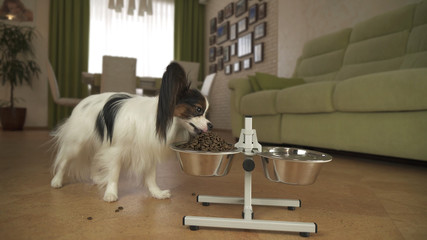 Dog Papillon eats dry food from a metal bowl on a stand in living room