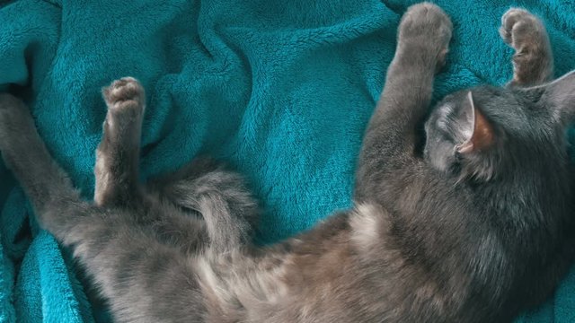 Gray Cat Sleeping On Blue Blanket Top View