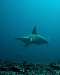 Scalloped Hammerhead Shark in remote offshore Malpelo Island, UNESCO World Heritage Site in Colombia