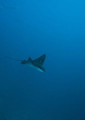 Spotted Eagle Ray in remote offshore Malpelo Island, UNESCO World Heritage Site in Colombia