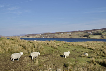 Fototapeta premium Sheep at Loch Greshornish