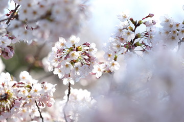 桜の風景