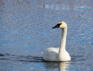 Naklejka premium Trumpeter Swan
